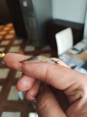 Krynickillus melanocephalus