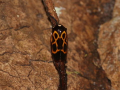Trichoscarta chersonesia