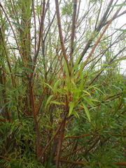 Salix udensis