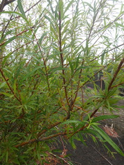 Salix udensis