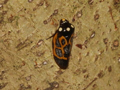 Trichoscarta chersonesia