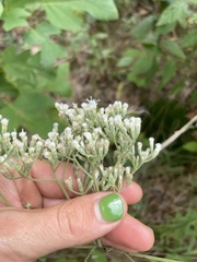 Eupatorium pilosum