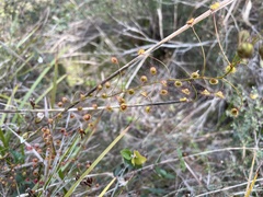 Drosera planchonii