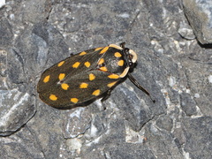 Phymatostetha stellata