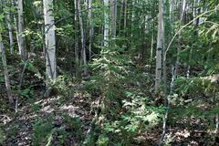 Picea jezoensis jezoensis