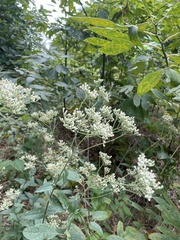 Eupatorium pilosum