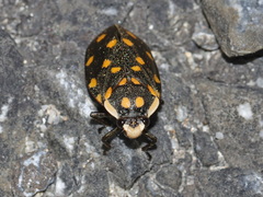Phymatostetha stellata