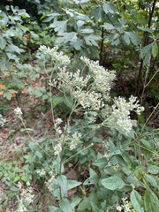 Eupatorium pilosum