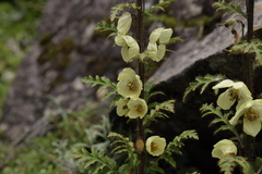 Meconopsis robusta