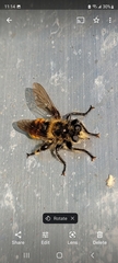 Laphria