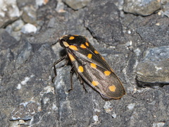 Phymatostetha stellata