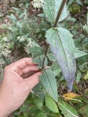 Eupatorium pilosum