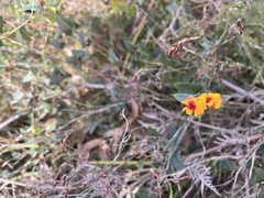 Platylobium obtusangulum