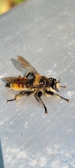 Laphria