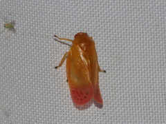 Eoscarta liternoides
