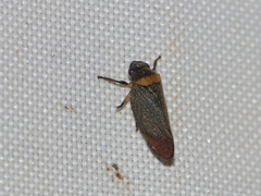 Eoscarta roseinervis