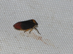 Eoscarta roseinervis