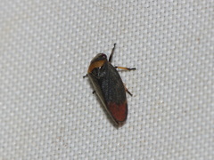 Eoscarta roseinervis