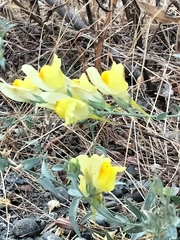 Linaria
