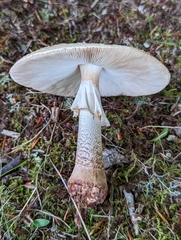 Amanita amerirubescens