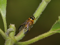 Colsa costaestriga