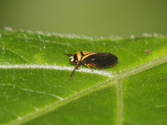 Hemiaufidus peninsularis