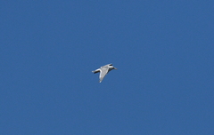 Larus glaucescens × occidentalis