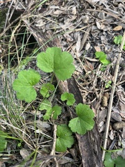 Hydrocotyle hirta