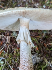 Amanita amerirubescens
