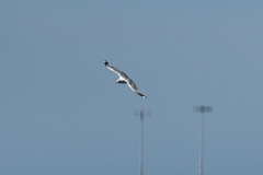 Larus brachyrhynchus
