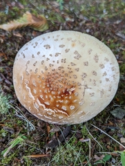 Amanita amerirubescens