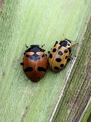 Hippodamia tredecimpunctata