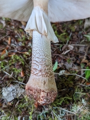Amanita amerirubescens