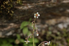 Micranthes pallida