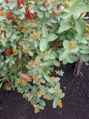 Spiraea beauverdiana