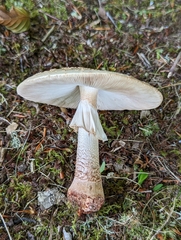 Amanita amerirubescens
