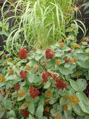 Spiraea beauverdiana