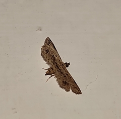 Sufetula
