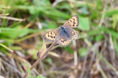 Tharsalea dorcas sangremar