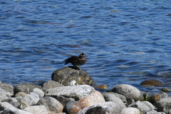 Histrionicus histrionicus