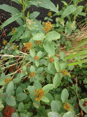 Spiraea beauverdiana