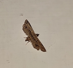 Sufetula