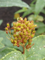 Spiraea beauverdiana