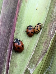 Hippodamia quinquesignata