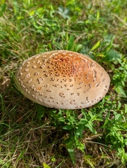 Amanita amerirubescens