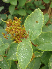 Spiraea beauverdiana
