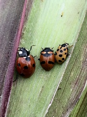 Hippodamia quinquesignata