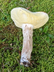 Boletus nobilis