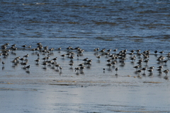 Pluvialis squatarola