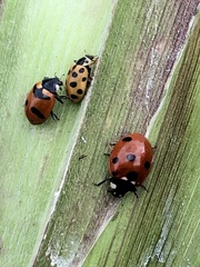 Hippodamia quinquesignata